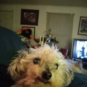 Meet your Posher, Tj